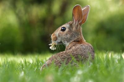 Bunny.net